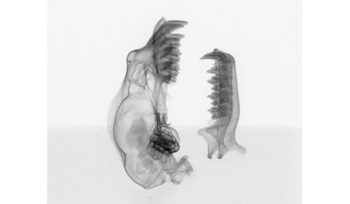 Academia CT scanning special - contact for information